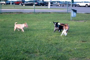 Marina Dog Park